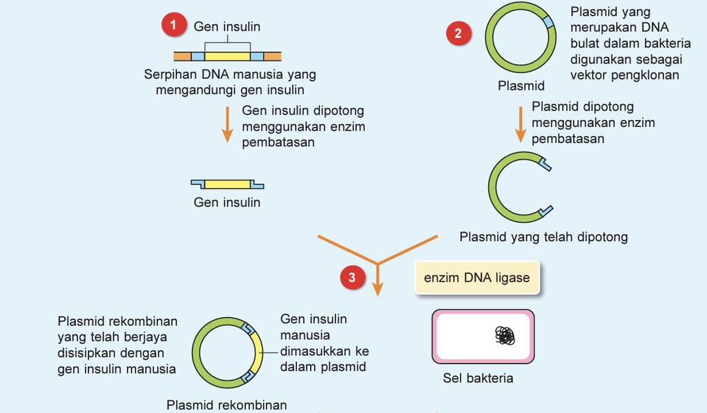 Genetik contoh kejuruteraan Kejuruteraan genetik