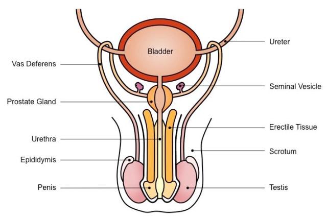 Fase pada siklus menstruasi dimana sel ovum melepaskan diri sehingga menuju ke saluran oviduk disebut