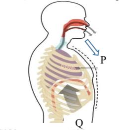 otot diafragma berkontraksi, rongga dada membesar, tekanan udara di rongga dada mengecil, berdasarkan keterangan di atas fase yang sedang terjadi adalah….