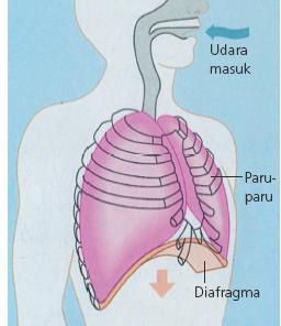 Otot diafragma berkontraksi, rongga dada membesar, tekanan udara di rongga dada mengecil, berdasarkan keterangan di atas fase yang sedang terjadi adalah