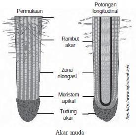 Akar akar adalah fungsi tudung bagian pada ujung Fungsi Akar