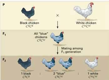 Penyimpangan semu pada keturunan ayam hitam dan putih