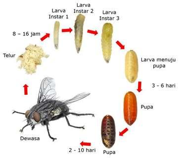 Berkembangnya lalat rumah dapat menjadi vektor berbagai penyakit merupakan permasalahan biologi pada tingkat