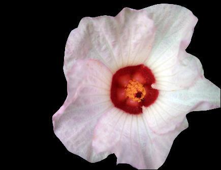 Tanaman bunga dengan genotipe ss mempunyai fenotip merah muda