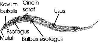 Pada biakan tinja dicari larva baik rhabditiformis maupun filariformis.