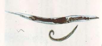 Atas cacing dewasa betina, bawah cacing dewasa jantan E. TRIKURIASIS Trichuris trichiura (Linnæus, 1758) Leach 1853.