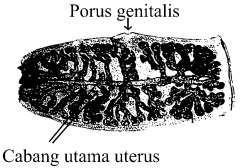 Proglotid gravid T. solium. F.2 Taenia Saginata Seperti T. solium, cacing ini juga hidup dalam rongga usus manusia. Telur dikeluarkan bersama tinja.
