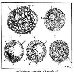 Kista : Berbentuk sferis atau subsferis, berdinding tipis, diameternya bervariasi antara 10 35 m.