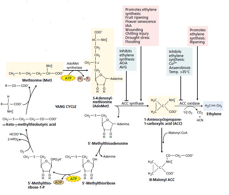 Gambar 43. Jalur biosintesis etilen. Asam amino metionin merupakan prekursor dalam biosintesis etilen.