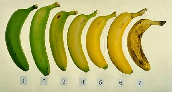 peningkatan senyawa aromatik dan adanya perubahan enzimatik dalam buah. Misalnya pada buah pisang, senyawa volatil yang dihasilkan oleh buah pisang saat proses pematangan menimbulkan aroma.