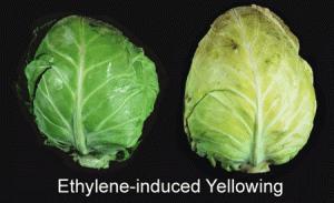 a. Mempercepat penuaan (senesen) serta mengubah warna khas pada sayuran-sayuran dan beberapa buah (warna hijau) contoh pada mentimun dan kol. Gambar 47.