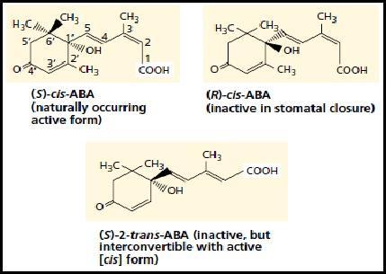 Asam absisat tergolong kedalam molekul seskuiterpenoid (molekul dengan jumlah atom karbon (C)nya 15) dan tergolong kedalam hormon tumbuhan.