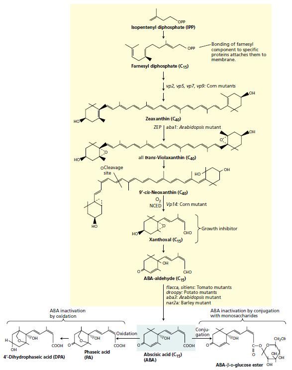 Gambar 51 Biosintesis dan metabolisme ABA Pada tumbuhan tingkat tinggi, ABA disintesis melalui jalur terpenoid.