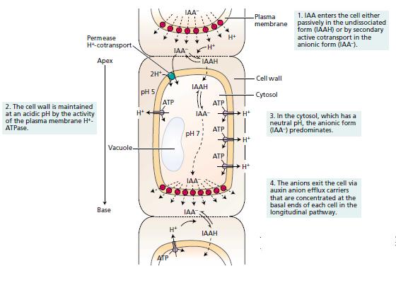 dalam sel sebesar 7. Hormon auksin tersebut akan berada didalam sel sebab membran plasma bersifat permebel terhadap ion dibanding molekul netral (meski ukurannya sama). 4.
