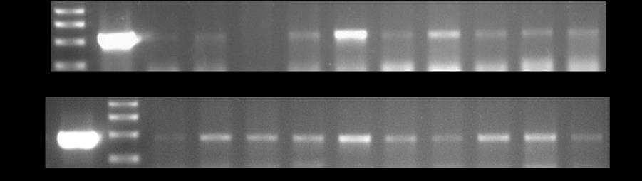 274 tebu PRG event 20 yang osistif terinsersi gen SoSUT1 dan SoSPS1 terdaat ada 9 tanaman yaitu: A20.1, A20.3, A20.4, A20.5, A20.6, A20.7, A20.8, A20.9.dan A20.10.