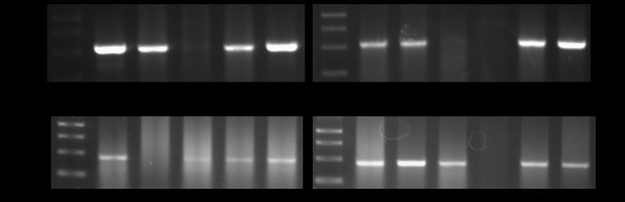 Pita DNA hasil PCR dengan asangan rimer nt-f/r dan ht-f/r ada samel tebu transforman dari tebu PRG event 20 Berdasarkan hasil PCR samel tebu PRG event 2 yang berhasil terinsersi
