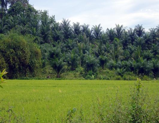 Pohon kelapa sawit yang berbatasan dengan persawahan di Bgy. Panitian, Quezon. Meningkatkan upah harian akan sama dengan peningkatan biaya gaji, bunga dan pinjaman.