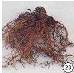 pada akar cabai berupa kutil-kutil yang lebih kecil dari gejala bengkak akar pada tomat atau mentimun (Black et al. 1991) 4.