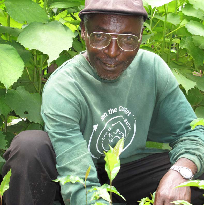 36 Harapan yang Terhenti di Tengah Jalan: Perbaikan terhadap ketersediaan benih dan bibit pohon berkualitas tinggi agar bermanfaat bagi jutaan petani kecil