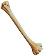2. Bentuk-bentuk Tulang Rangka Manusia Berdasarkan bentuknya, tulang dapat dibagi menjadi tiga kelompok a. Tulang pipih Karena bentuknya pipih atau gepeng maka disebut tulang pipih.