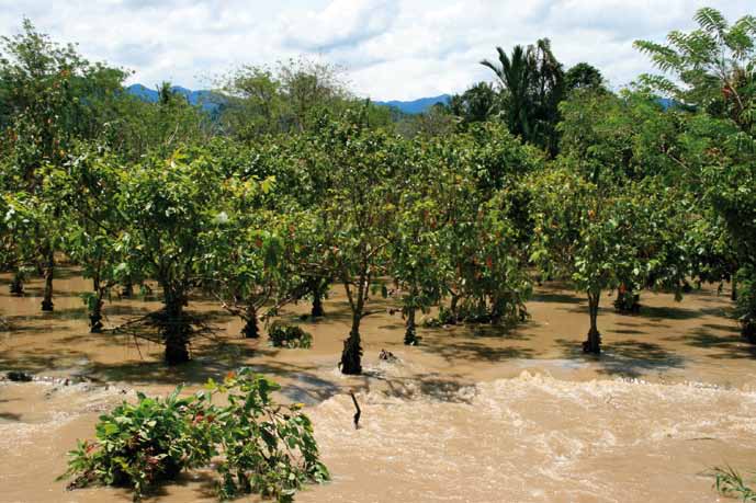 Banjir yang menghancurkan sebuah perkebunan coklat, Sulawesi Tengah. Sunny Reetz, Georg-August- Universität Göttingen.