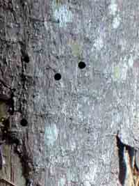 tawon kayu, Sirex noctilio Gambar Q2.