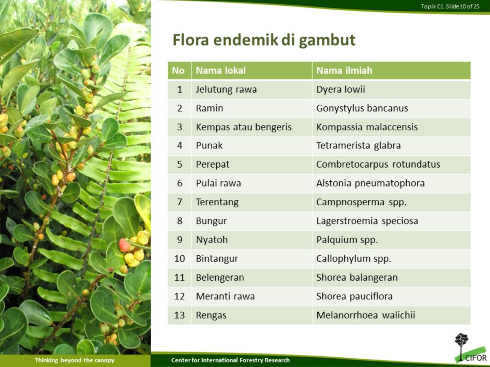 Berikut ini adalah daftar spesies flora endemik yang hidup pada habitat gambut.