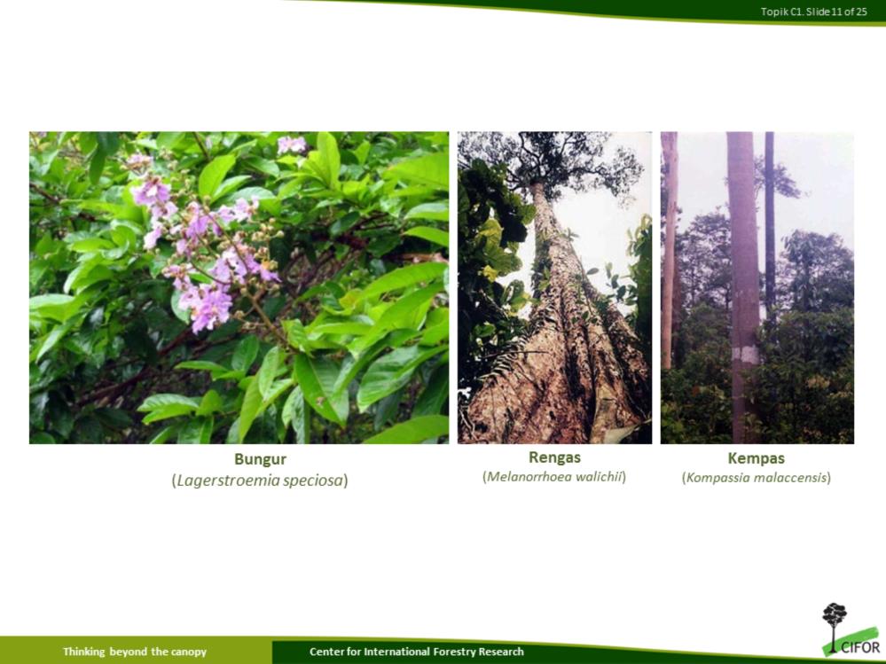 Ini beberapa foto spesies endemik yang ditemukan