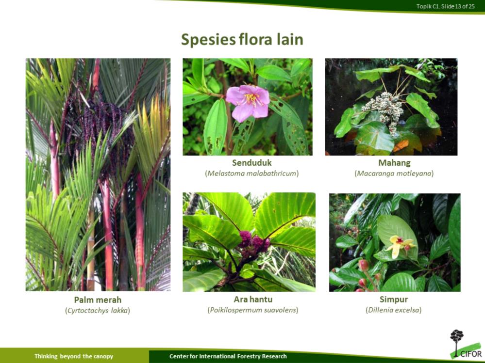 Disamping spesies flora endemik, di lahan gambut juga ditemukan spesies