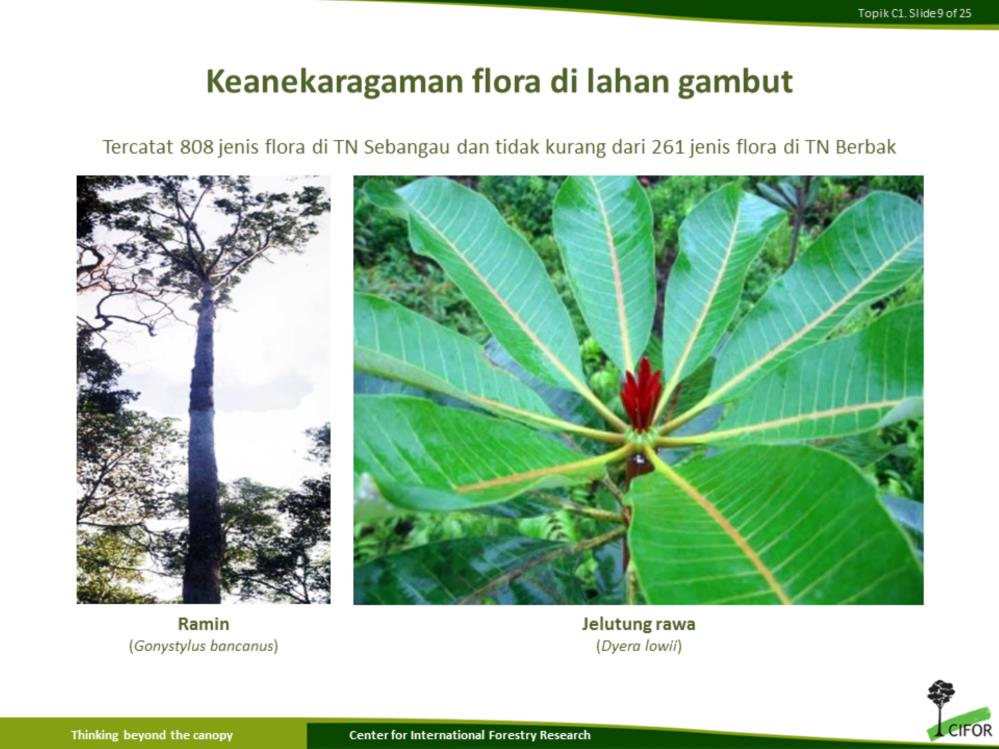 Keanekaragaman flora lahan gambut tertinggi ditemukan di Taman Nasional Sebangau, Kalimantan yaitu tercatat 808 spesies (WWF & LIPI 2007).