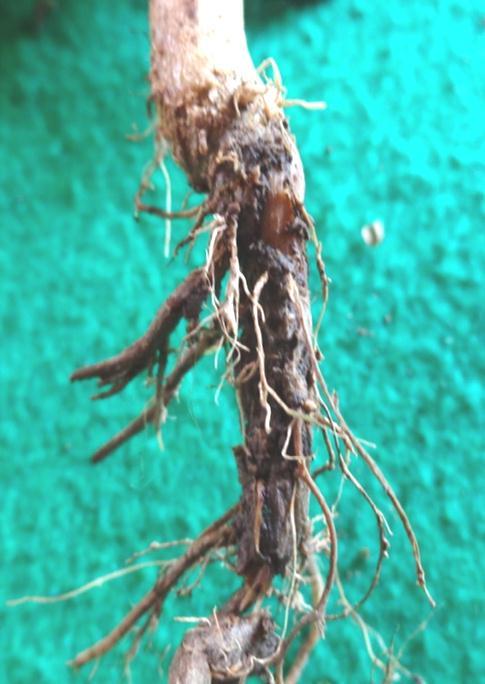 Bakteri ini dapat menginfeksi akar-akar tanaman melalui luka-luka. 4.