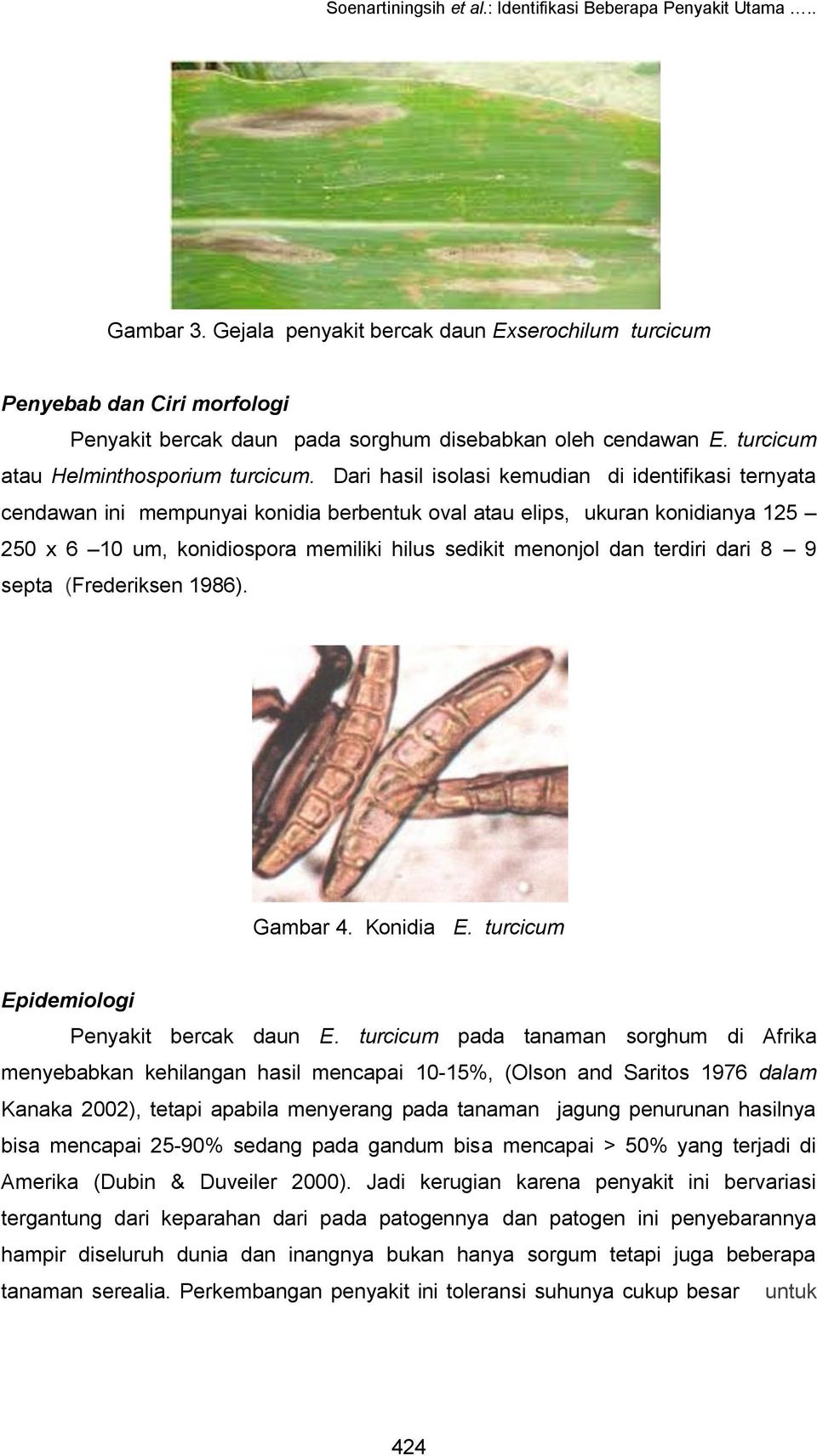cendawan helminthosporium turcicum milyen tüneteknek nevezett nagy férgek vannak
