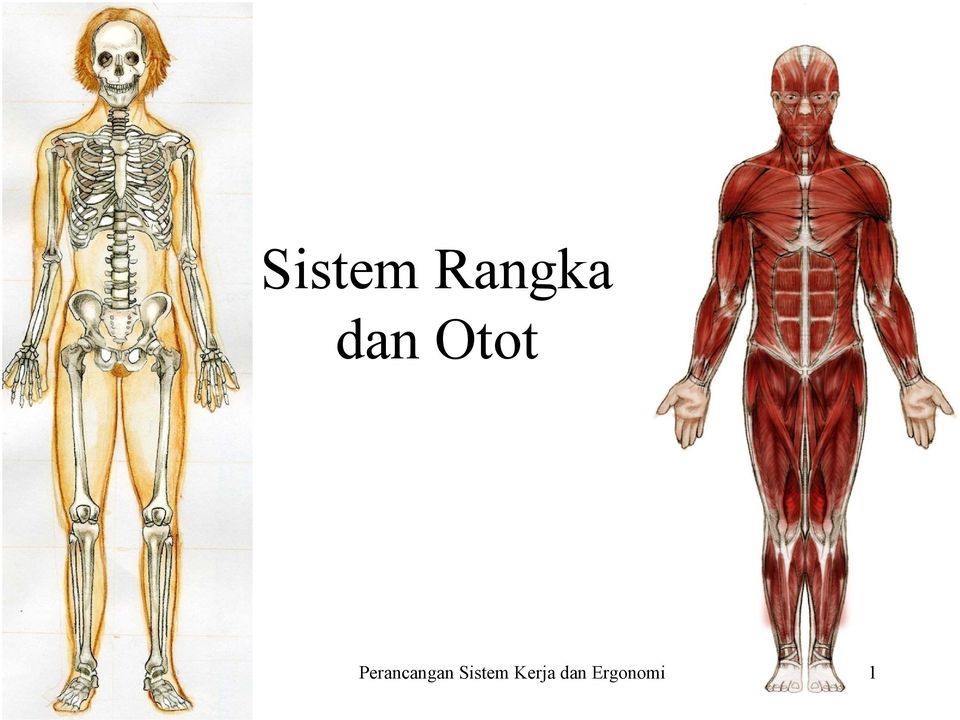 Gaya yang ditimbulkan oleh koordinasi otot dengan rangka tubuh disebut