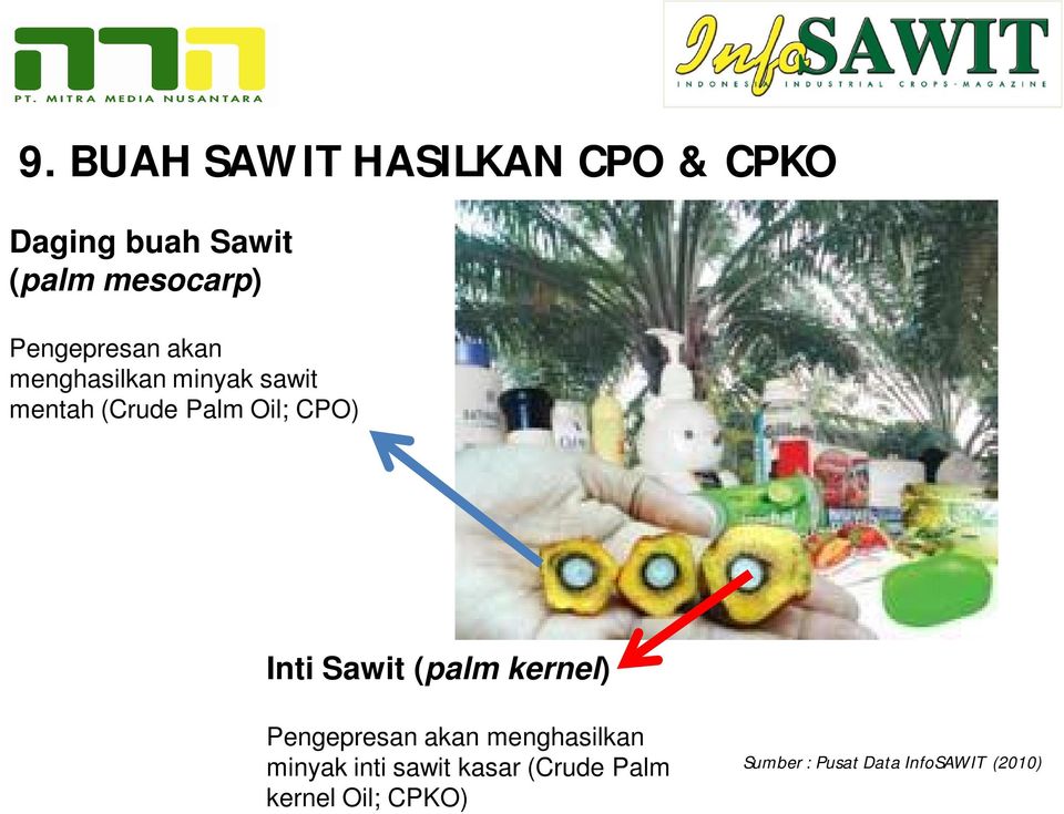 Inti Sawit (palm kernel) Pengepresan akan menghasilkan minyak inti