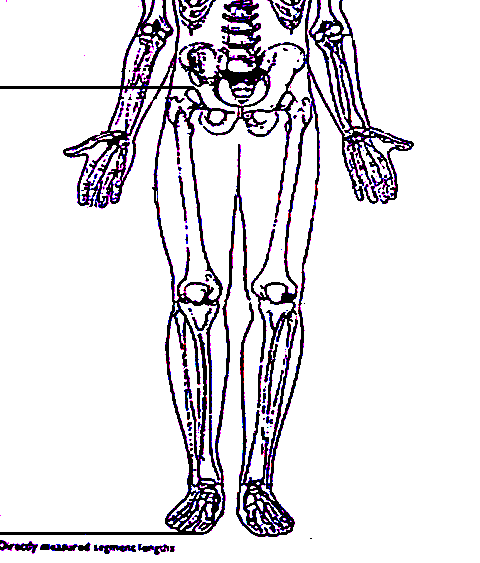 Panjang Tungkai Gambar 1: Letak Pengukuran PanjangTungkai Sumber: Tim Anatomi UNY (2007: 24) Anggota gerak bagian bawah terdiri dari: Tulang Panggul, Femur, Patela, Tibia, Tulang-tulang Kaki.