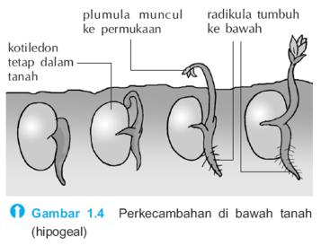 PERKECAMBAHAN 1. Perkecambahan terjadi karena pertumbuhan radikula (calon akar) dan pertumbuhan plumula (calon batang). 2.