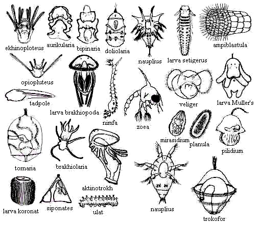 660 Gambar Klasifikasi Hewan Invertebrata Terbaru