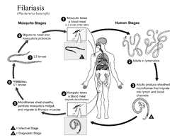 Seseorang dapat terinfeksi filariasis bila digigit oleh nyamuk infektif yang mengandung larva stadium III (L3).