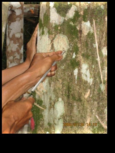 5. Pengembangan Gaharu: Isolat 23 jamur pembentuk jenis gaharu, koleksi dari 17 provinsi di Indonesia (ujicoba pd berbagai jenis tanaman penghasil gaharu di P.