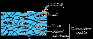 JARINGAN IKAT (CONNECTIVE TISSUE) Ciri jaringan ikat: matriks ekstasellularnya sangat banyak dan bentuk selnya sangat beragam Jenis dan contoh jaringan ikat: 1.