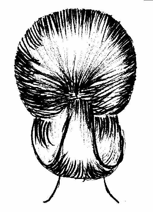 Seperti telah diuraikan di bagian depan, bahwa tipe penataan rambut panjang pola Back mess sama dengan penataan sanggul Back mess, yaitu: ~ Penataan Pagi dan siang hari ( Day Style ) ~ Penataan Sore