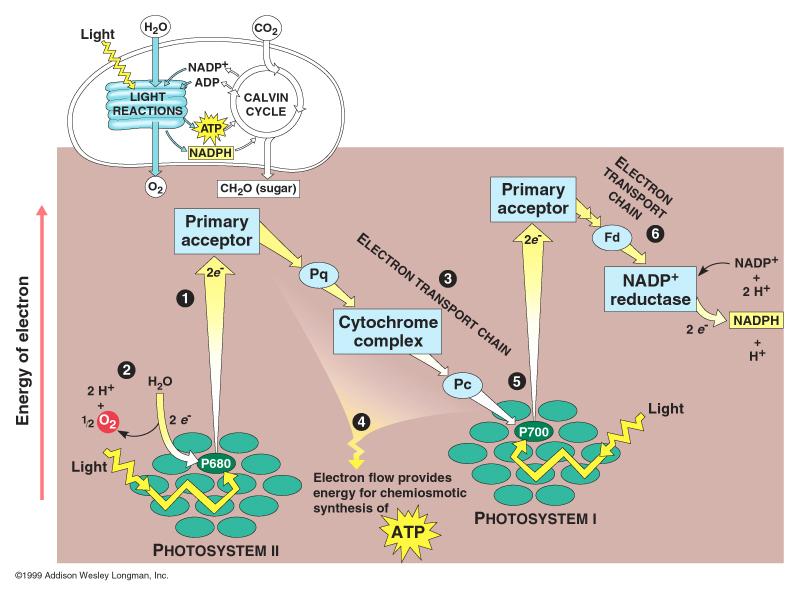 1. Reaksi Terang a) Siklik - Hanya menggunakan fotosistem I - Elektron dari fotosistem I di-recycle - Mensintesis ATP (Anonymous, 2010) b) Non Siklik - Menggunakan fotosistem II dan I -