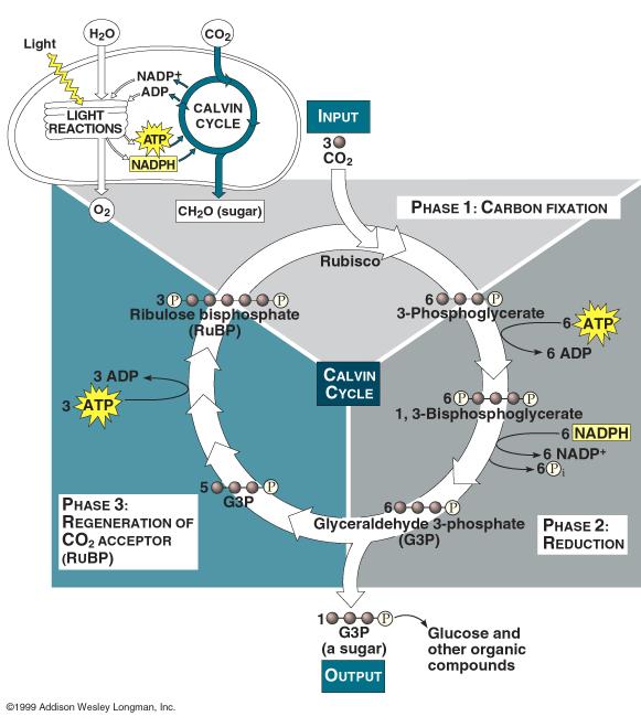 2. Reaksi Gelap (Siklus Calvin) (Anonymous, 2010) Mekanisme siklus Calvin dimulai dengan fiksasi CO 2 oleh ribulosa difosfat karboksilase (RuBP) membentuk 3-fosfogliserat.