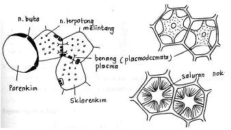 Berbentuk tersusun tersebut yang sel-sel kelapa jaringan dari atas kumpulan membentuk sel-sel batu bulat dan mengalami tempurung penebalan. Jaringan Kolenkim