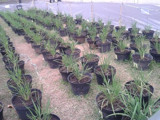 32 padi yang tenggelam ketika perendaman berarti benih padi gogo yang bagus kualitasnya dan siap untuk ditanam. 4.