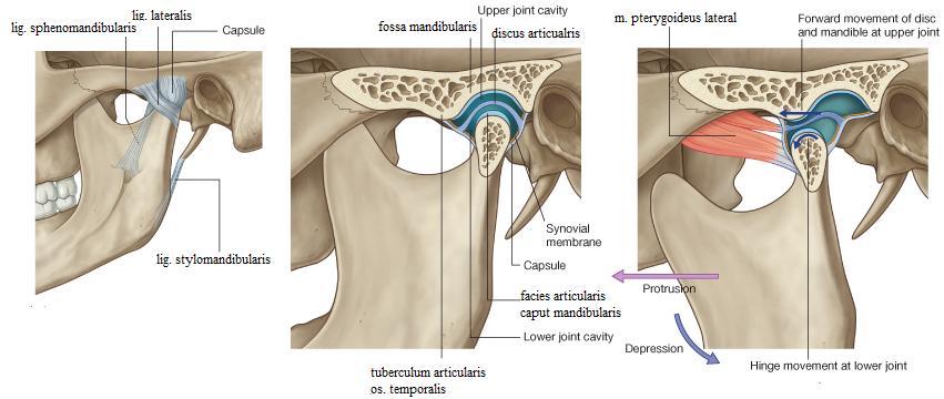 articulatio mandibulae temporalis