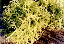 Bangsa Suku Marga Jenis : Gigartinales : Soliericeae : Eucheuma : Eucheuma splin Menurut Wibowo (2012), rumput laut jenis Eucheuma cottoni tergolong dalam kelas Rhodophyceae (alga merah).