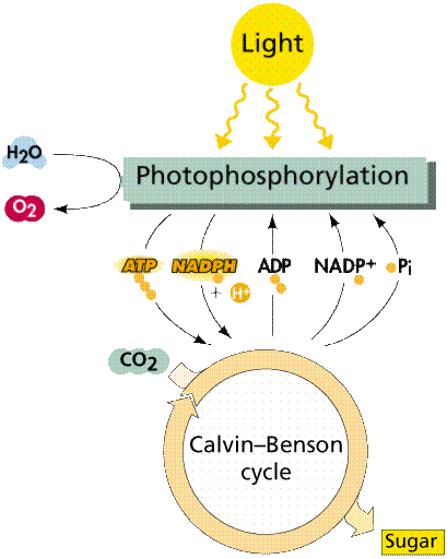 Cahaya Fotofosforilasi Siklus Calvin Gula Gambar