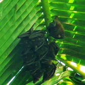 Teknik Survei dan Identifikasi Jenis-jenis Kelelawar Agroforest Sumatra 5. PENGENALAN KELELAWAR PADA AGROFOREST SUMATERA Pteropodidae 5.1.