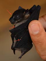 Balionycteris maculata (Thomas, 1893) Langai-isiq Totol Status : LC Spotted-winged Fruit Bat Intensitas Pertemuan : Habitat Potensial Pteropodidae Balionycteris maculata (Thomas, 1893) merupakan